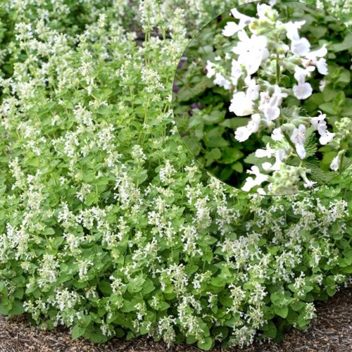 Nepeta x faassenii 'Alba' - Faasseni naistenõges 'Alba' P9/0,55L